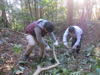 研究者と千葉県酪農のさとスタッフによる山林整備 研究者と千葉県酪農のさとスタッフによる山林整備
