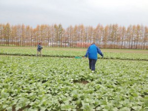北海道十勝地方で行った現地調査にて(2014年10月)